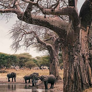 Elephants in Tarangire national park in tanzania