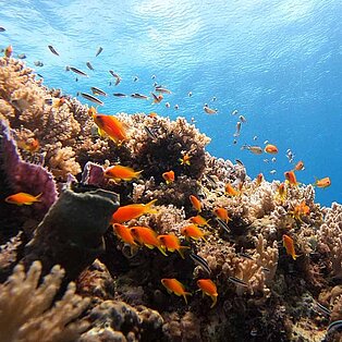 Coral reef in the indian ocean off Tanzania