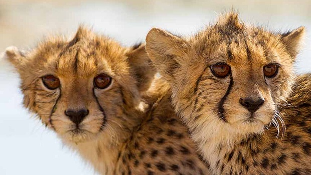 Beautiful cheetah sighting in the serengeti while on safari