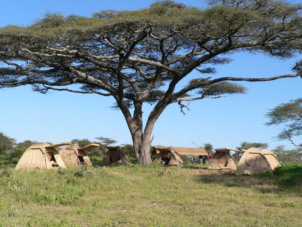 serengeti-Select-flaying-bush